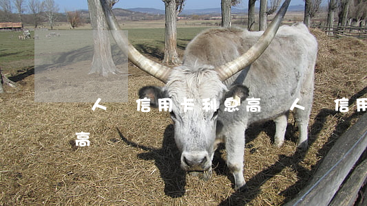 聾人辦信用卡利息高(聾人辦信用卡利息高不高)