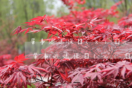 肇事逃逸保險(xiǎn)公司賠償嗎(醉駕肇事逃逸保險(xiǎn)公司賠償嗎)