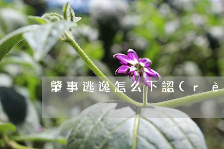 肇事逃逸怎么下認(rèn)定書