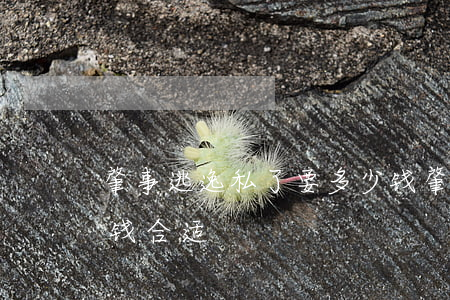 肇事逃逸私了要多少钱(肇事逃逸私了要多少钱合适)