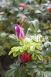 肇事逃逸致1人重傷構(gòu)成犯罪嗎