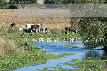 肇事逃逸致人死亡又自首怎么處罰