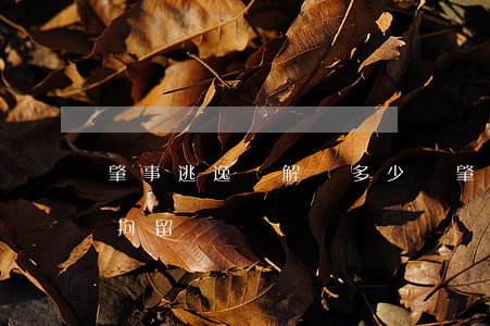 肇事逃逸諒解書多少錢(肇事逃逸有諒解書還拘留嗎)