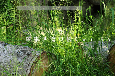 肇事逃逸車險(xiǎn)怎么賠償