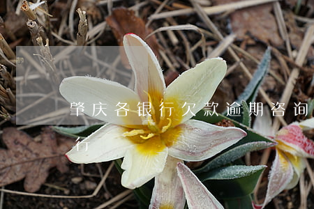 肇庆各银行欠款逾期咨询哪家好-肇庆的银行