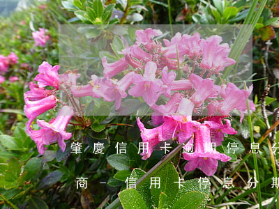 肇慶信用卡逾期停息分期怎么協(xié)商-信用卡 停息分期