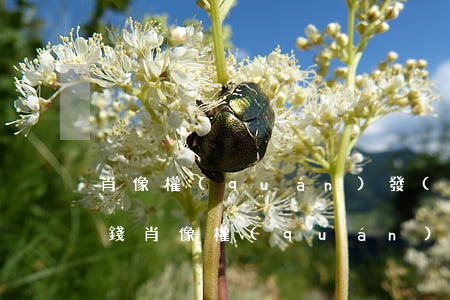 肖像權(quán)發(fā)律師函多少錢(肖像權(quán)轉(zhuǎn)讓)