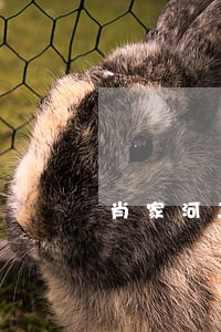 肖家河二手房