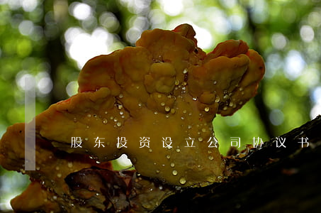 股东投资设立公司协议书