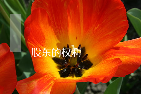 股东的权利