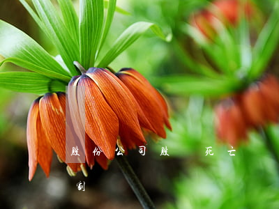股份公司股東死亡財產(chǎn)如何分割