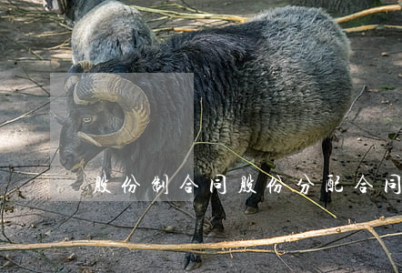 股份制合同(股份分配合同协议书)