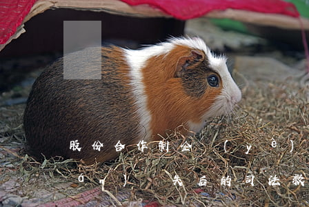 股份合作制企業(yè)職工股東權(quán)喪失后的司法救濟(jì)手段有什么