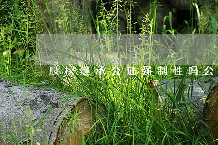 股权继承公证强制性吗(公证法关于房产继承)