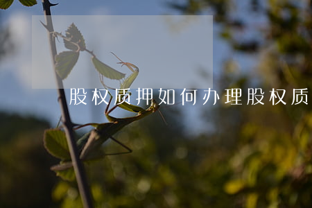 股权质押如何办理(股权质押如何办理登机)
