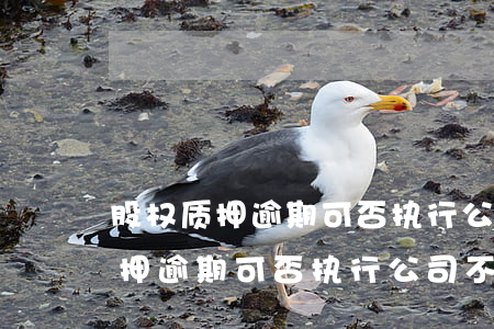 股权质押逾期可否执行公司不动产-股权质押逾期可否执行公司不动产登记