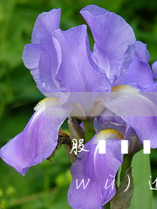 股東債務(wù)逾期怎么處理（股東債務(wù)逾期）