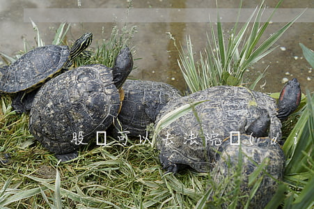 股東可以去法院調(diào)取檔案嗎