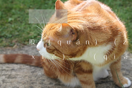 股權(quán)轉(zhuǎn)讓協(xié)議強(qiáng)制執(zhí)行公證