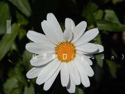 股票期權(quán)制須解決四大問題