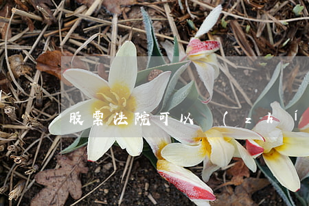 股票法院可以執(zhí)行嗎