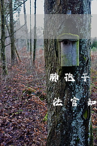 “肺孢子菌肺炎”案例一则：医院是否存在误诊，看法官如何判断