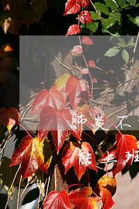 肺炎不能上班來分期逾期了怎么辦-肺炎不能上班嗎