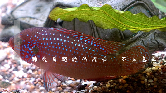 肺炎引起的信用卡還不上怎么辦-因為肺炎