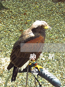 肺炎期間貸款可以逾期嗎(肺炎期間貸款可以逾期嗎)