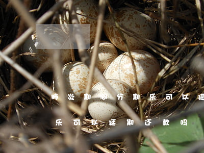 肺炎期间分期乐可以延期还款吗-疫情分期乐可以延期还款吗