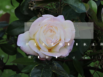 肺炎疫情期間貸款逾期(疫情期間銀行貸款逾期還款規(guī)定)