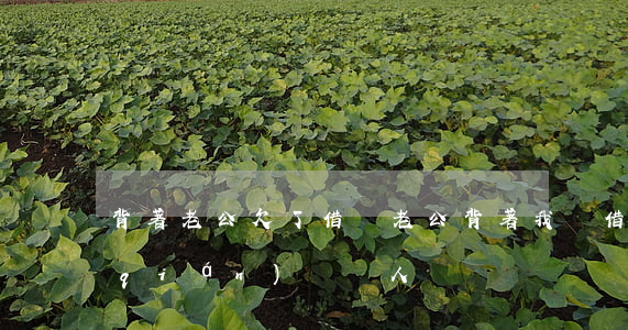 背著老公欠了借唄(老公背著我從借唄借錢(qián)給別人)