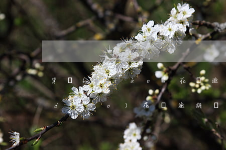 背調(diào)花唄逾期會影響嗎(背調(diào)花唄逾期會影響嗎)