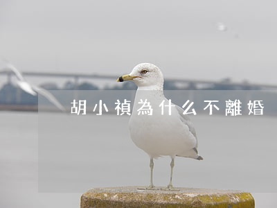 胡小禎為什么不離婚