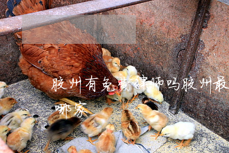 胶州有免费律师吗(胶州最好的律师事务所是哪家)