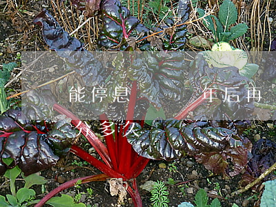 能停息掛賬兩年后再還嗎(停息掛賬最多可以分多久還)