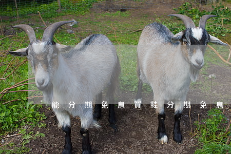 能分期免息買鞋 分期免息購物