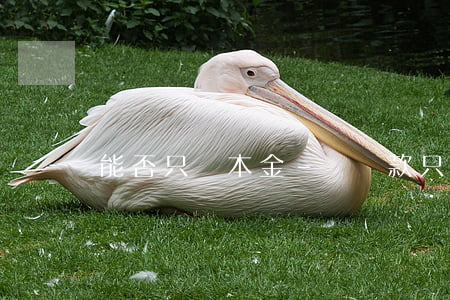 能否只還本金?-還貸款只還本金可以嗎