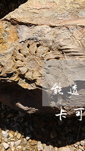 能透支1000萬的信用卡(一萬額度的信用卡可以透支多少錢啊)