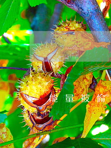 能量被偷起訴支付寶(支付寶偷能量能干啥)