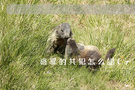 脫逃罪的共犯怎么認(rèn)定