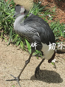 脾臟切除傷殘賠償2020