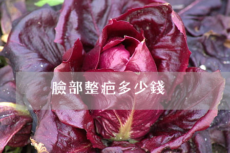 臉部整疤多少錢