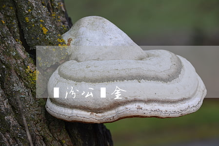 臨汾公積金