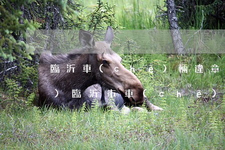 臨沂車(chē)輛違章記錄查詢(xún)(臨沂市車(chē)輛違章查詢(xún))