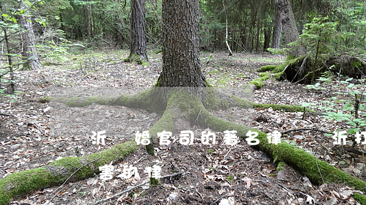 臨沂離婚官司的著名律師(臨沂打離婚案子最厲害的律師)