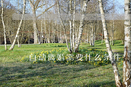 自动离婚需要什么条件