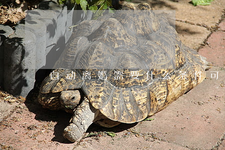 自动离婚需要什么条件(可以自动离婚吗?)