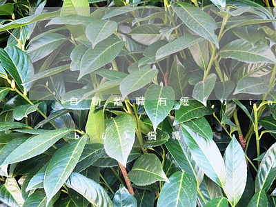 自動離職有經(jīng)濟(jì)補(bǔ)償嗎