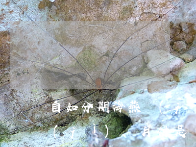 自如分期海燕計(jì)劃免息 自如海燕計(jì)劃月付是貸款嗎